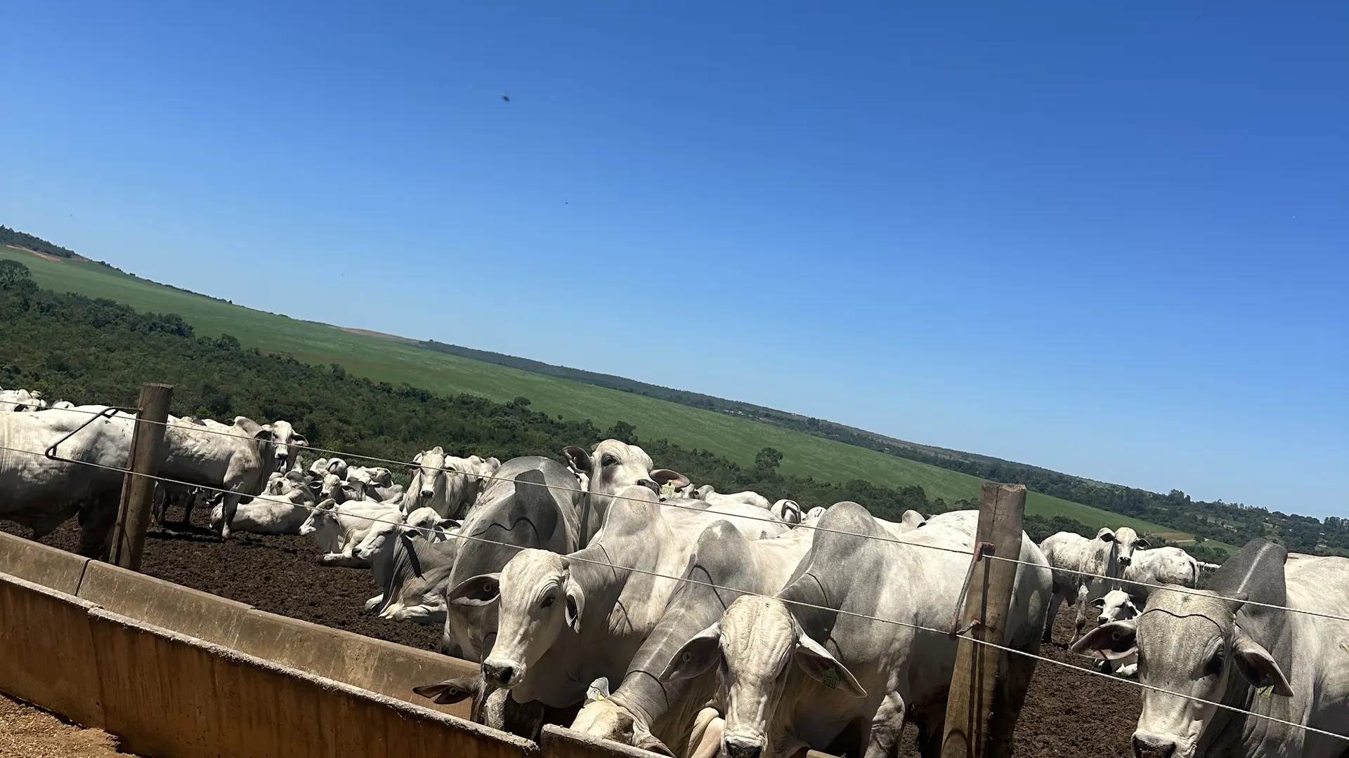 Rebanho Nelore no campo com ceu azul e lavoura ao fundo